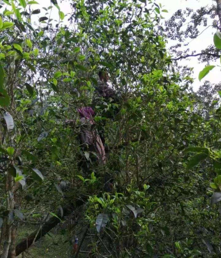 2022年一扇磨古樹春茶特點？