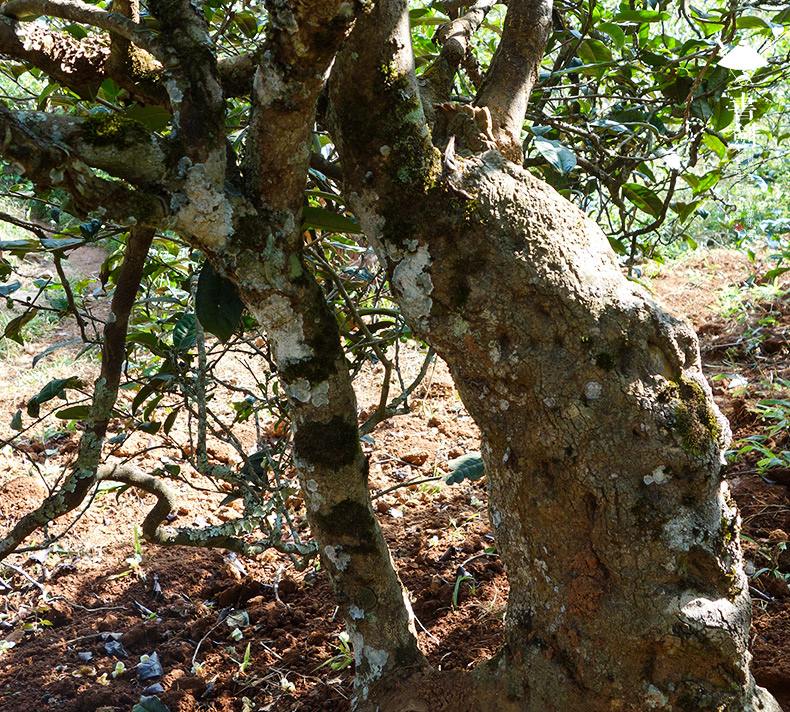 2022年一扇磨山林之息，雨林之味，原始之態(tài)