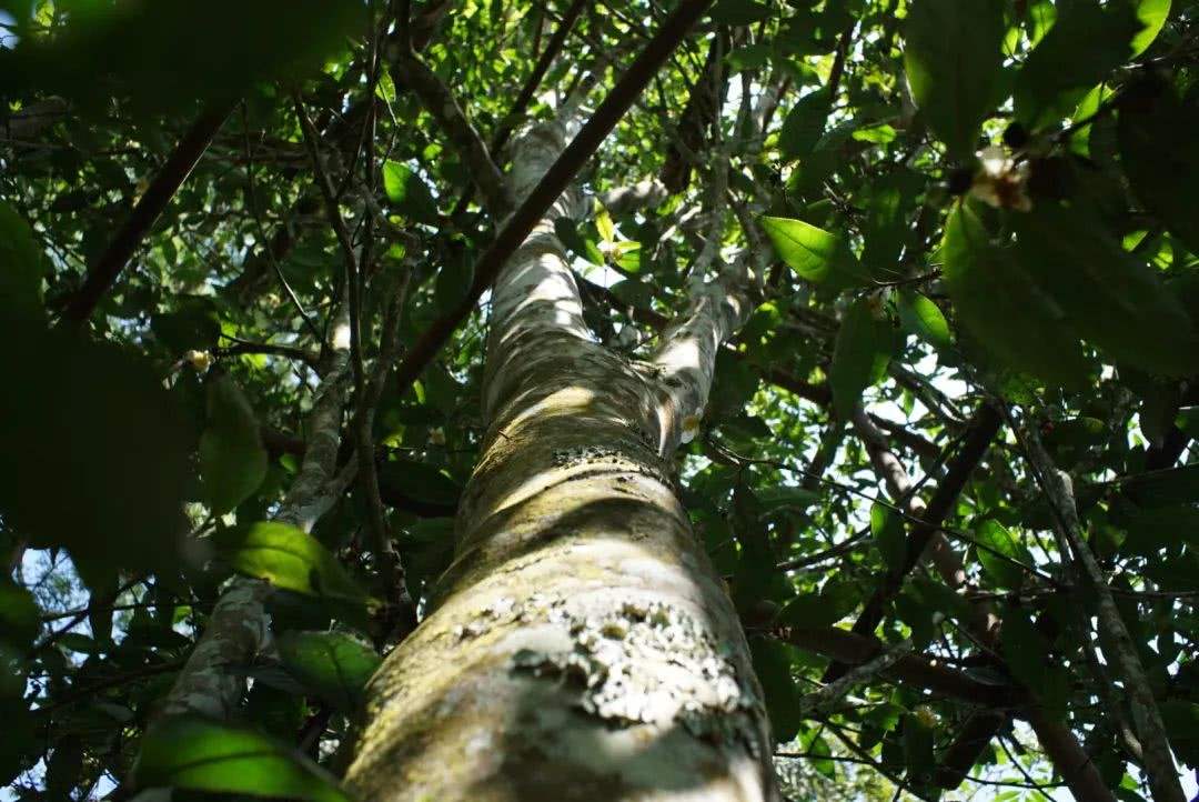 2022年香椿林古樹春茶口感？