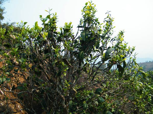 2022年香椿林古樹(shù)春茶價(jià)格？