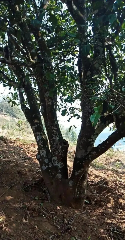 2022年香椿林古樹春茶多少錢一公斤？