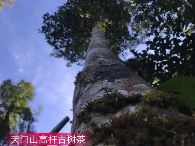 2022年天門山古樹春茶特點？