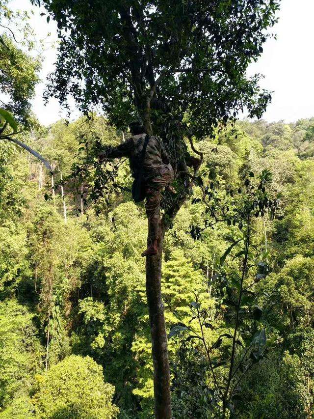 2022年天門山古樹春茶價(jià)格？