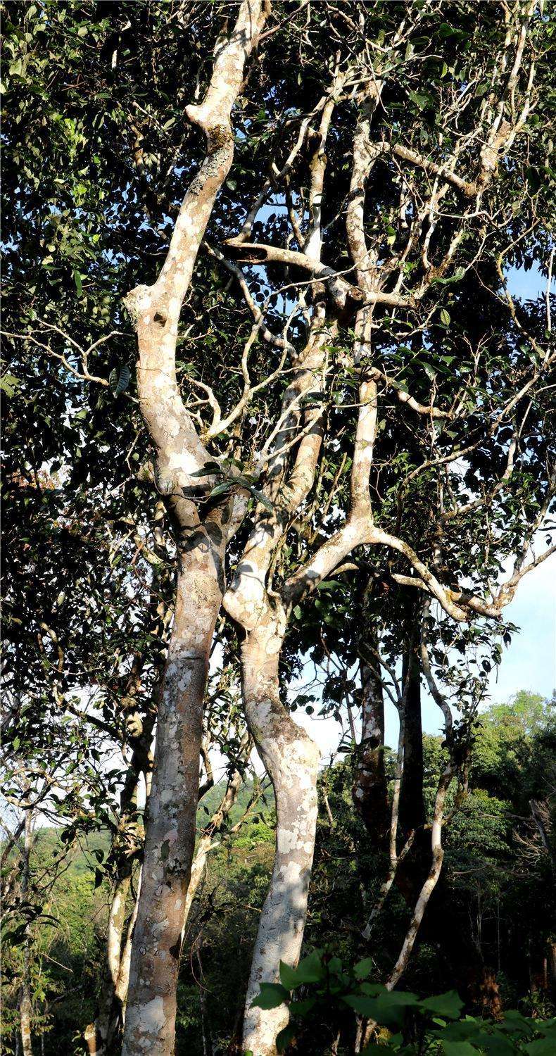 2022年天門山高桿古樹茶，神秘存在的好茶