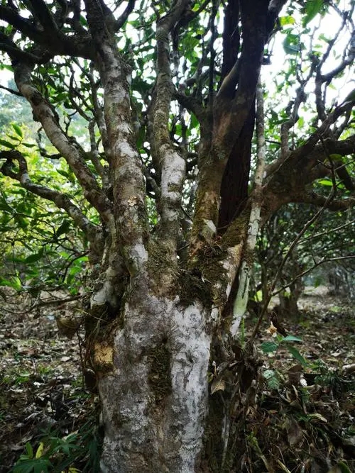 2022年高山寨古樹(shù)春茶價(jià)格?