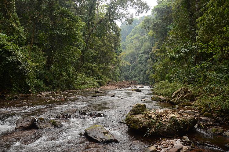 2022年銅箐河古樹春茶特點？