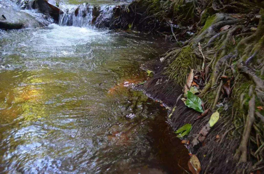 2022年銅箐河古樹春茶口感？