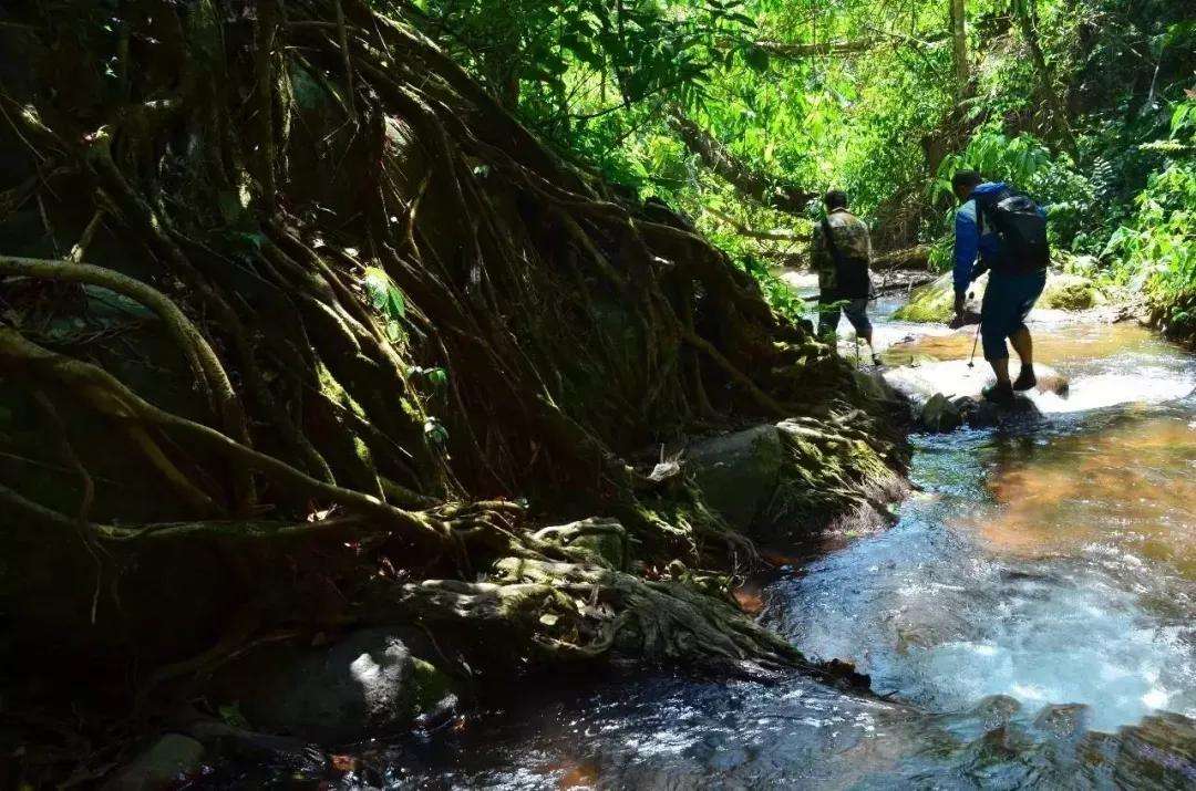 2022年銅箐河古樹春茶價格？
