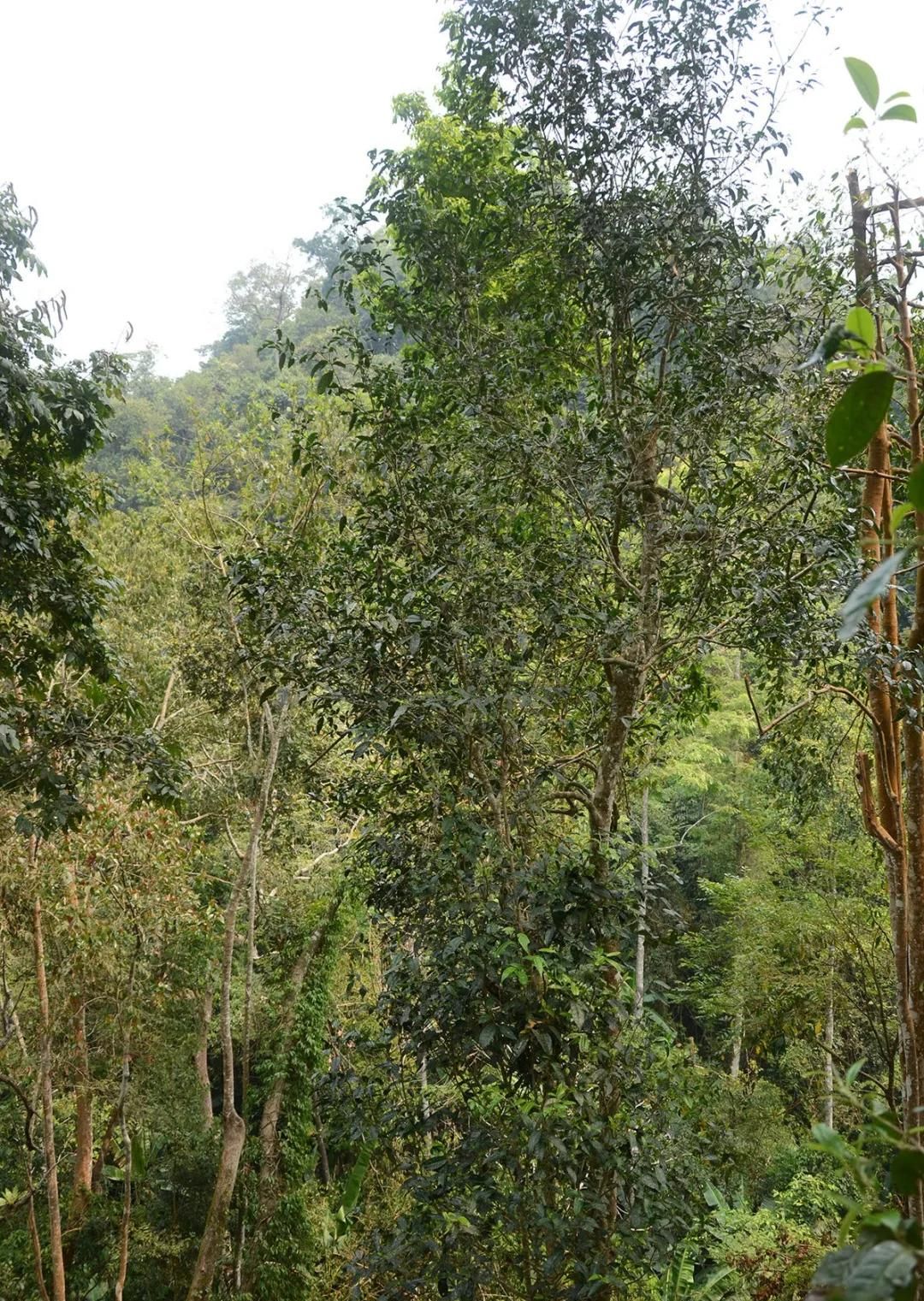 2022年百花潭古樹春茶價格？