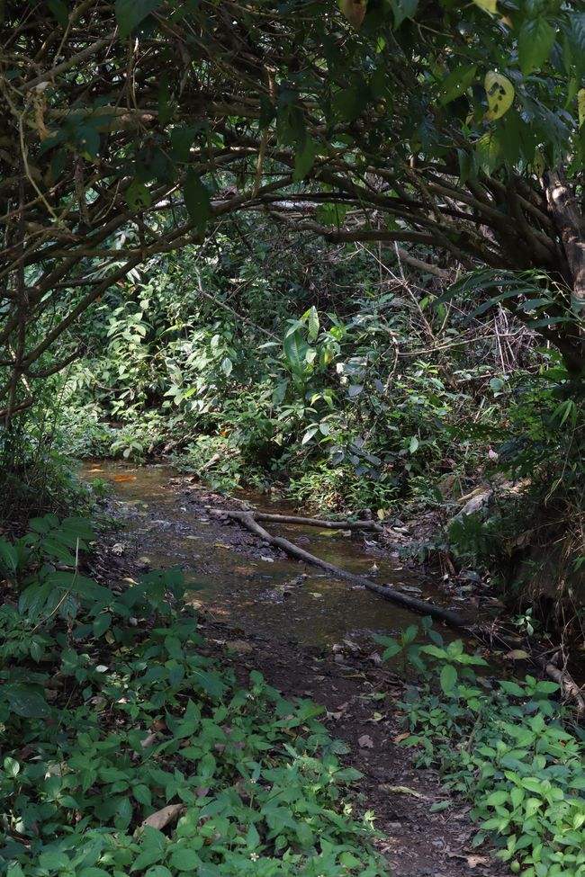 2022年蟒蛇箐古樹春茶特點？