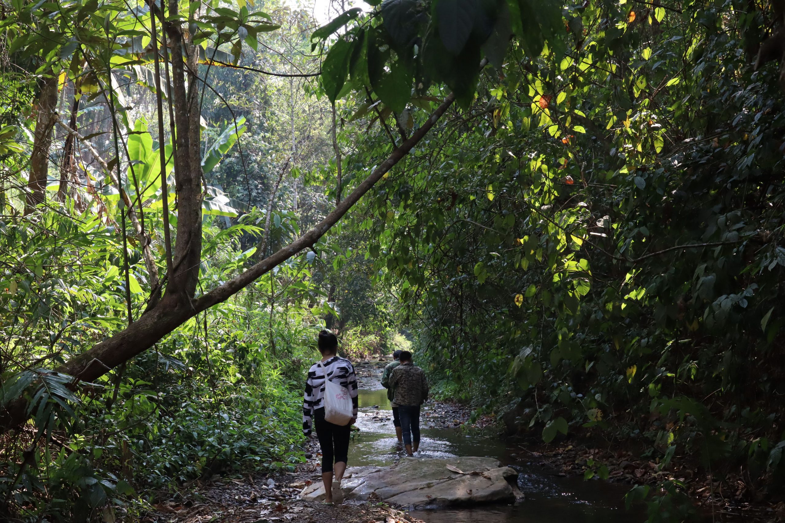 2022年蟒蛇箐古樹春茶口感？