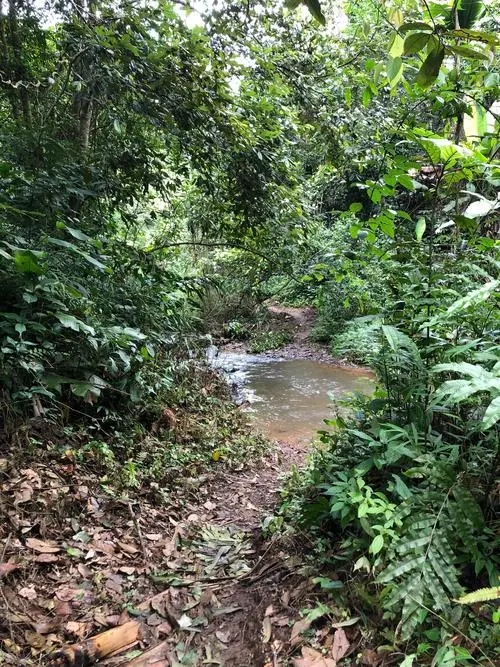 2022年蟒蛇箐古樹春茶價(jià)格？