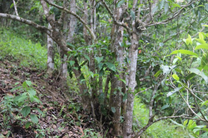 2022年銅箐河古樹春茶多少錢一公斤？