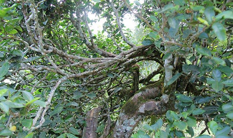 2022年倚邦曼拱古樹春茶特點？