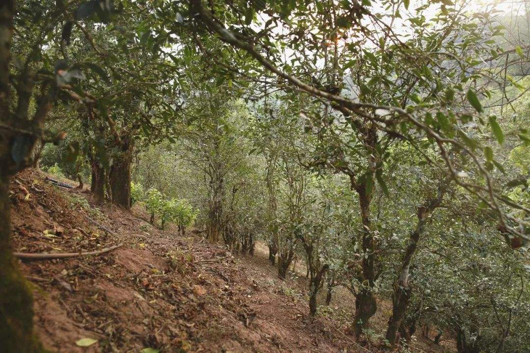 2022年倚邦曼拱古樹春茶口感？