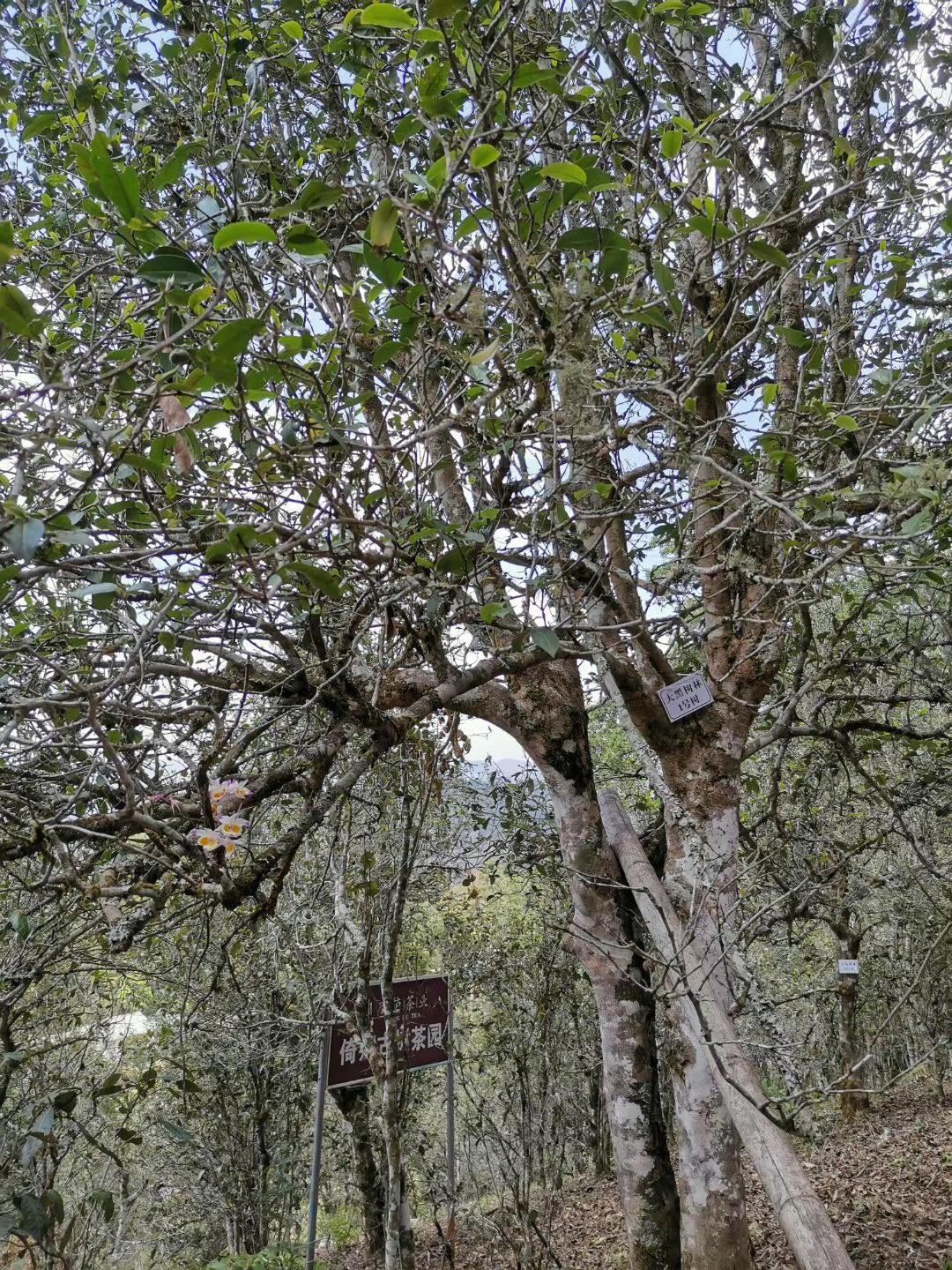 2022年大黑樹林古樹春茶特點？