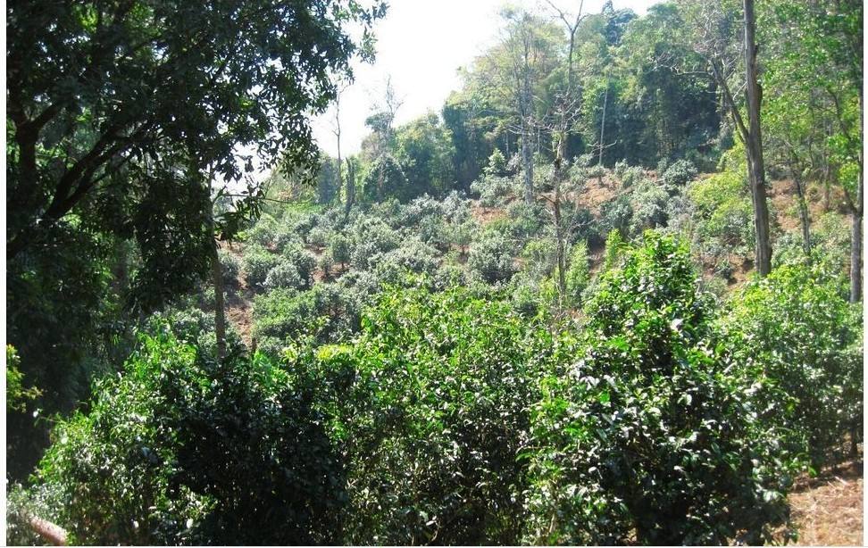 2022年大黑樹林古樹春茶口感？