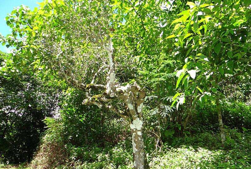 2022年大黑樹林古樹春茶價(jià)格？