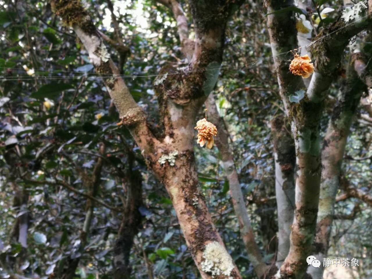 2022年大黑森林古樹春茶多少錢一公斤？