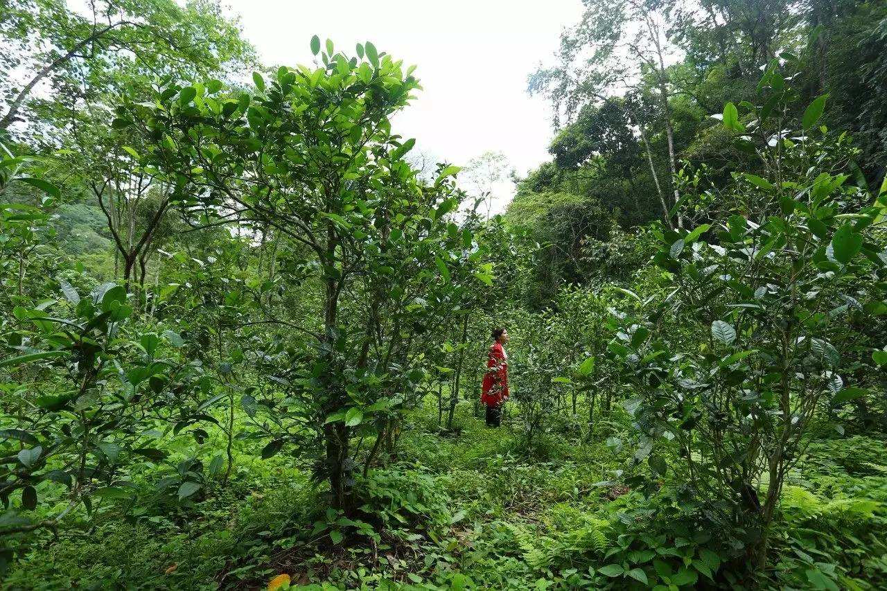 2022年曼松古樹春茶口感？