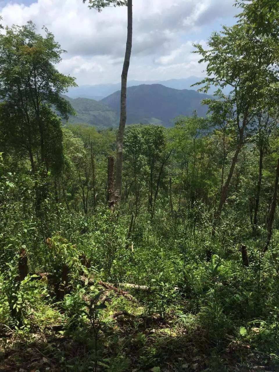 2022年一泡曼松古樹春茶？一飲帝王味……