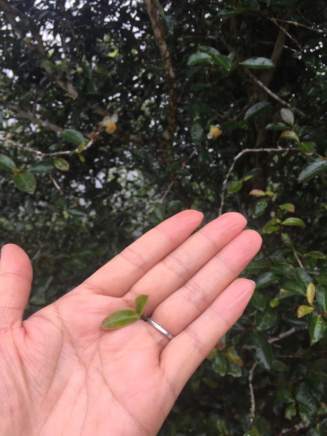 2022年倚邦貓耳朵古樹春茶價(jià)格？