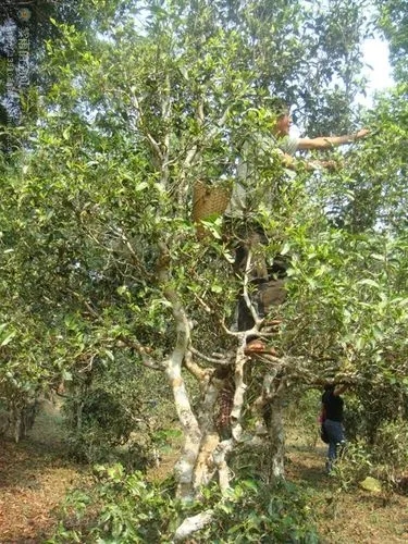 2022年蠻磚古樹春茶價(jià)格？