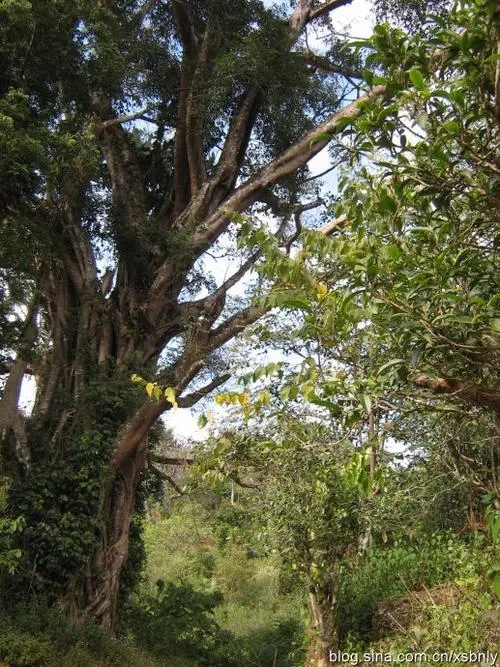 2022年蠻磚古樹春茶多少錢一公斤？