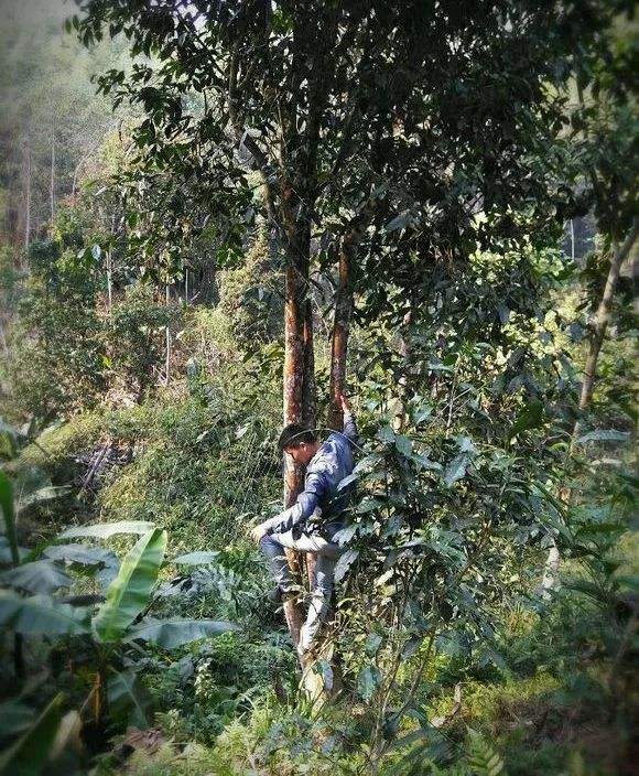 2022年桃子寨古樹春茶特點(diǎn)？