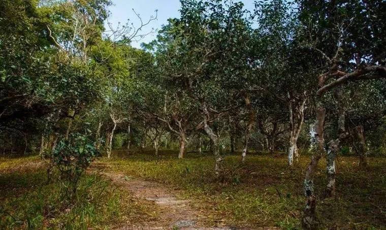 2022年桃子寨古樹春茶價(jià)格？