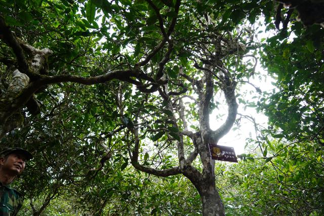 2022年桃子寨古樹春茶多少錢一公斤？