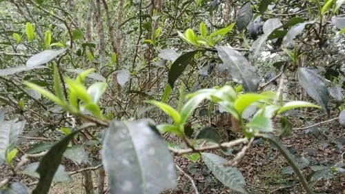 2022年蠻磚瓦龍古樹春茶口感！