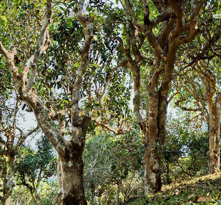 2022年蠻磚瓦龍古樹春茶價格？