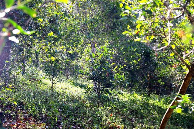 2022年革登古樹春茶價(jià)格？