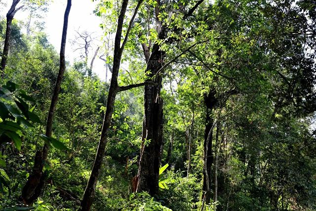 2022年革登古樹春茶，可飲可藏的絕佳茶品