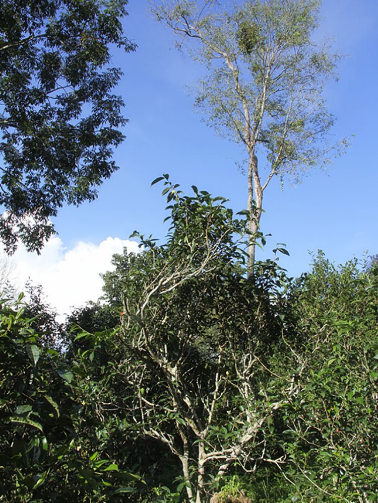 2022年莽枝古樹春茶口感？