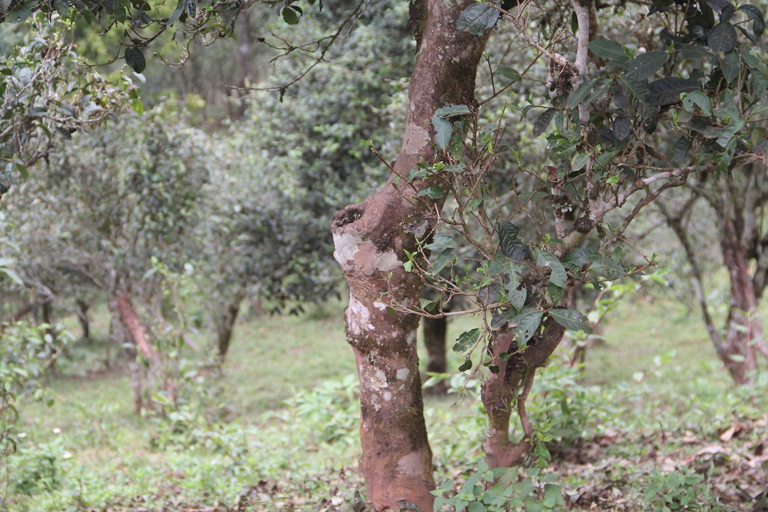 2022年莽枝古樹春茶價(jià)格？