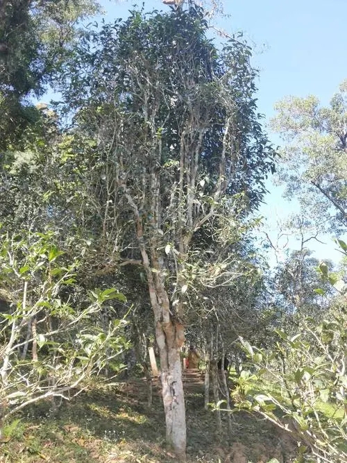 2022年莽枝古樹春茶多少錢一公斤？