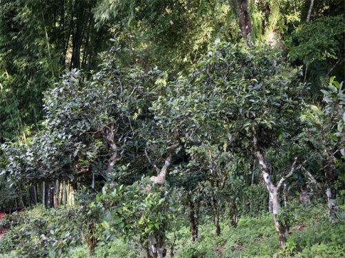 2022年攸樂古樹春茶特點(diǎn)？