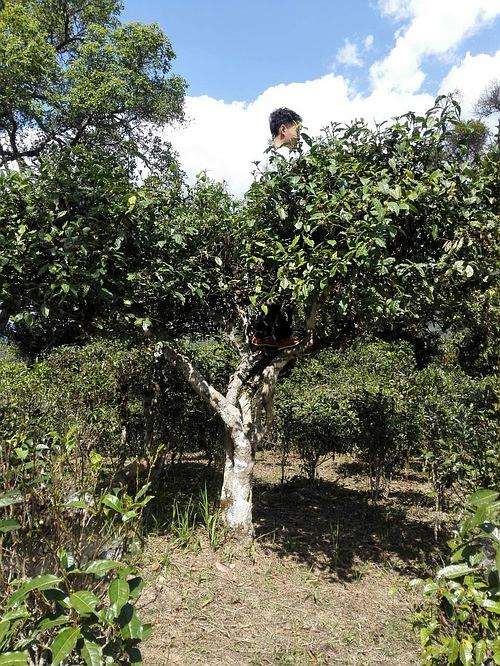 2022年攸樂古樹春茶多少錢一公斤？