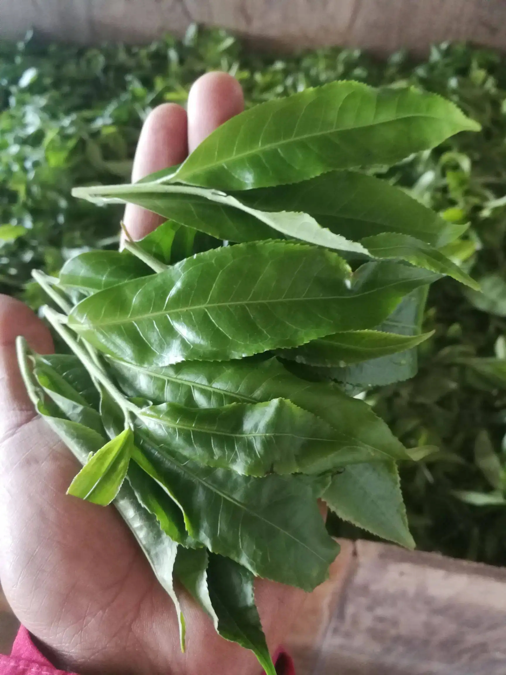 2022年易武曼秀古樹春茶價(jià)格？