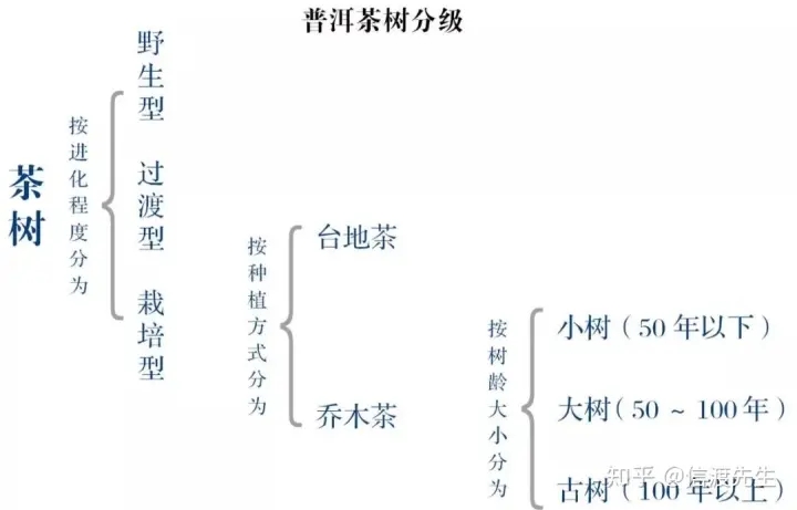 2022年按順序排列普洱茶樹等級(jí) 怎么分？