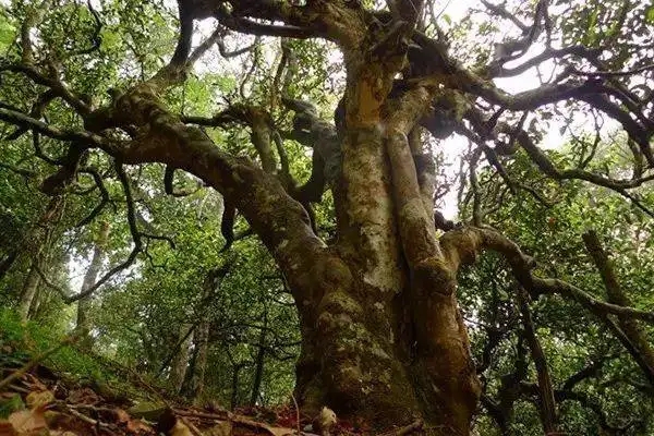 冰島！普洱茶界最有名的山頭，一次性把冰島茶講清楚！
