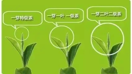 普洱茶如何分級(jí)？