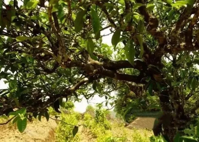 如何鑒別普洱茶樹齡？