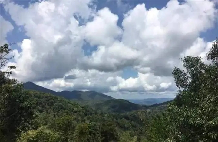 喝普洱茶的人為什么喜歡追山頭？無非就是這幾個原因