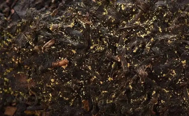 普洱茶的金花怎么鑒別？
