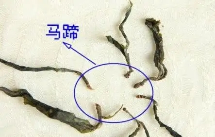 馬蹄竟然還能喝？普洱茶里的馬蹄你有了解過嗎？