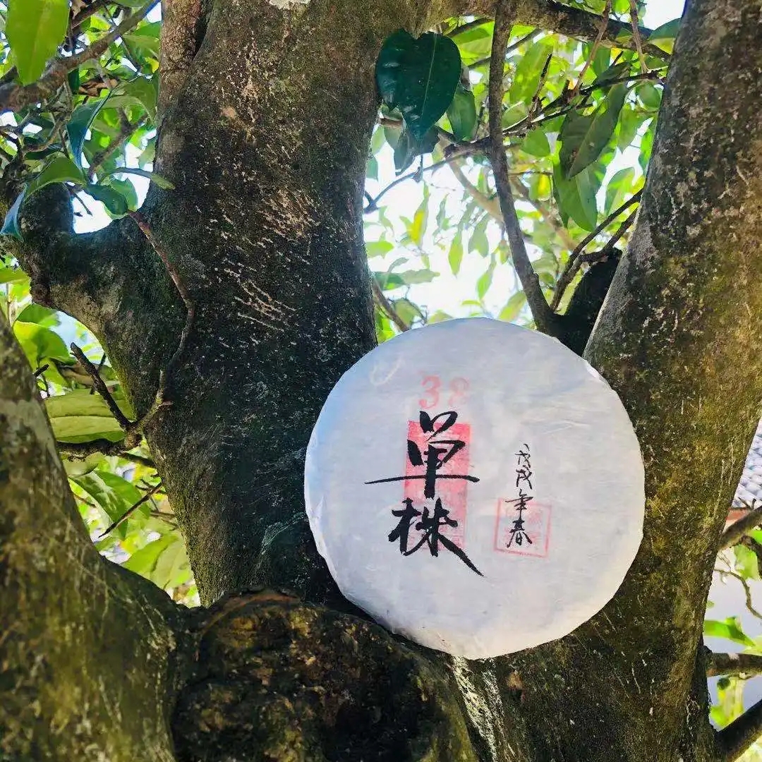 普洱茶單株是什么，好在哪里？