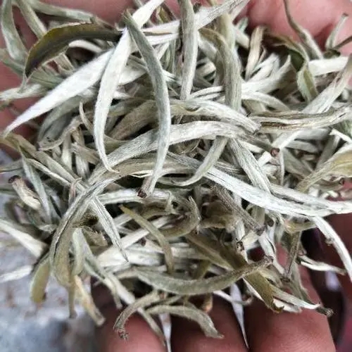 遇見月光白之美，存放四年云南古樹白茶